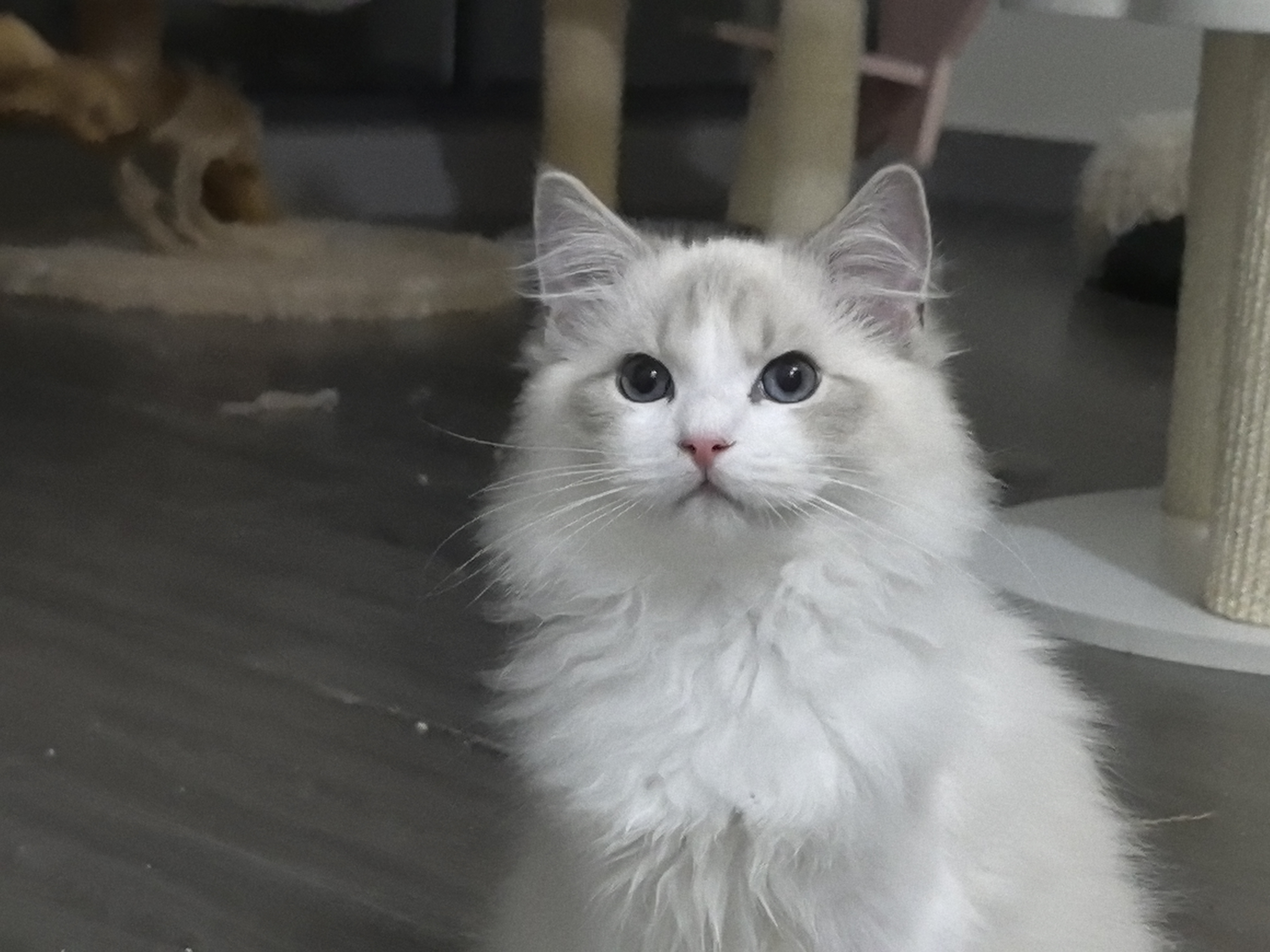 布偶猫